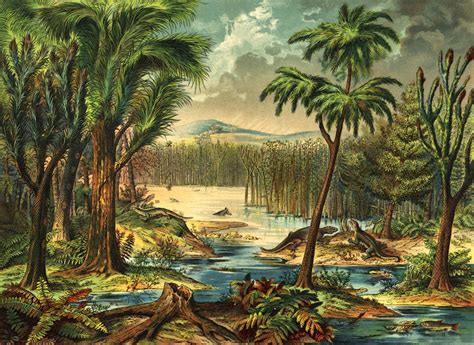 why did the carboniferous rainforest collapse